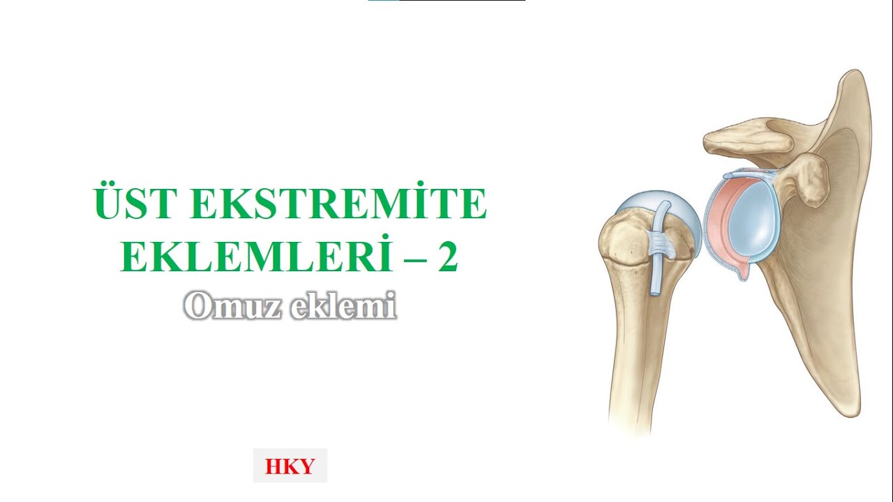 8- Omuz Eklemi - Art. Humeri