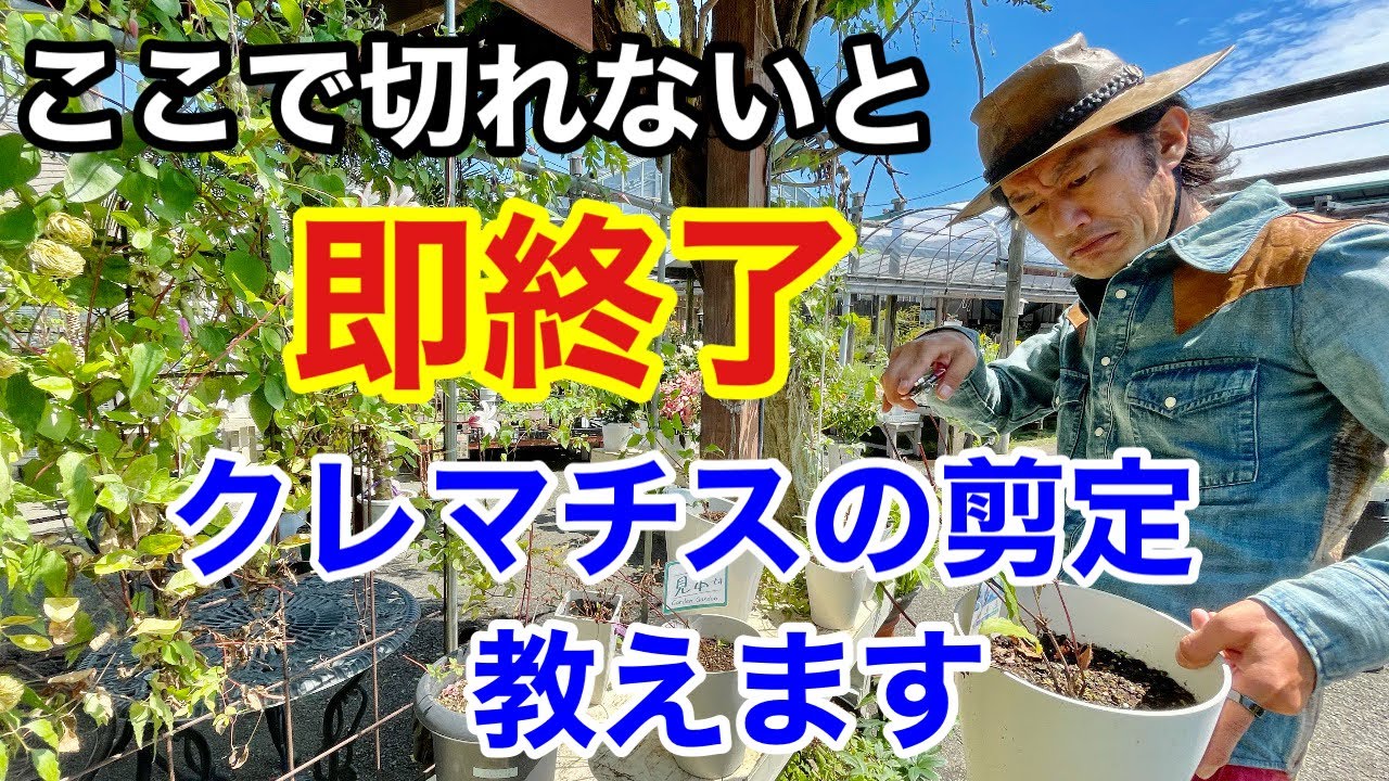 【知らなきゃ損】クレマチスの春の剪定教えます　【カーメン君】【園芸】【ガーデニング】【初心者】