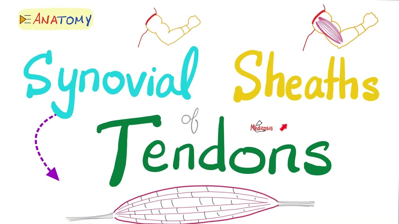 Synovial Sheaths of Tendons - Synovitis, Tendonitis & Enthesitis - Anatomy Basics
