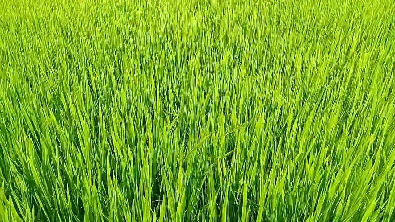 chăm sóc cây lúa giai đoạn làm đồng 
