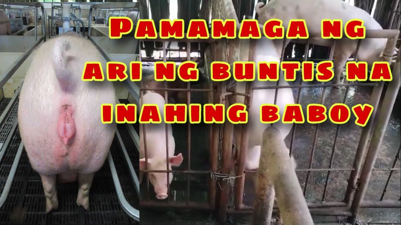 Bakit namamaga ang ari ng buntis na inahing baboy | Ryan Patenio