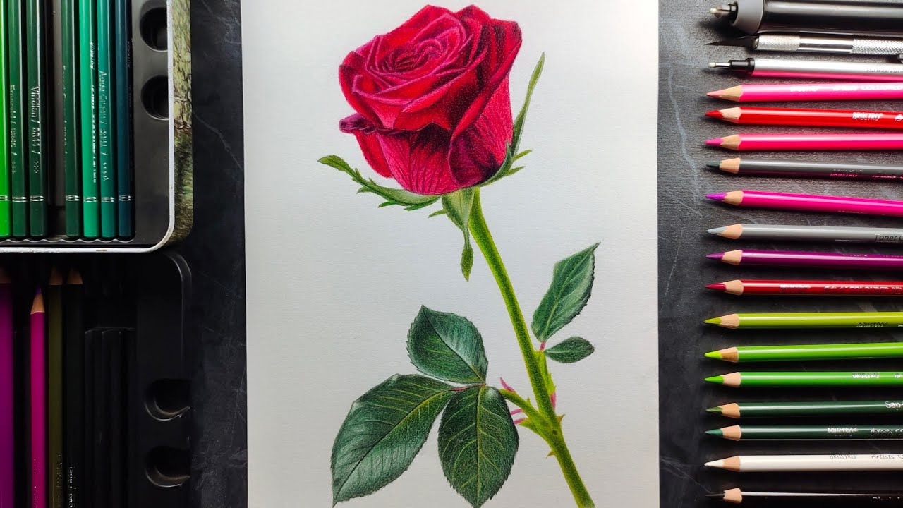 Realistic Red Rose Flower Drawing | Colour Pencil Timelapse Art | @ARTISTKISHOR 