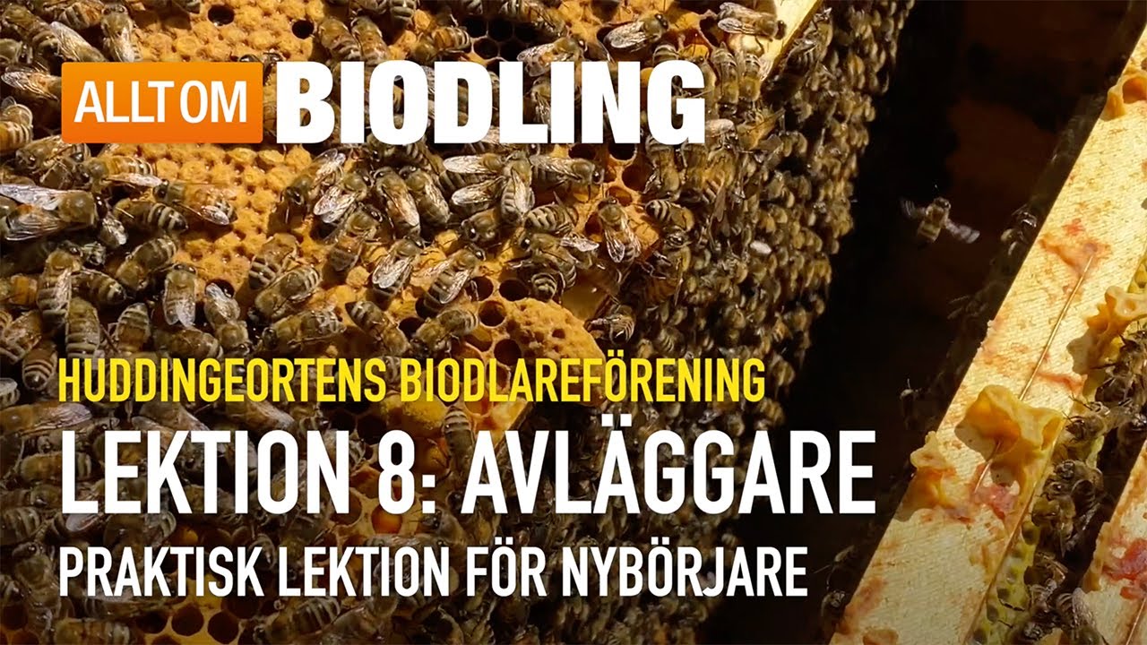Avläggare - Praktisk lektion | Nybörjarkurs i Biodling