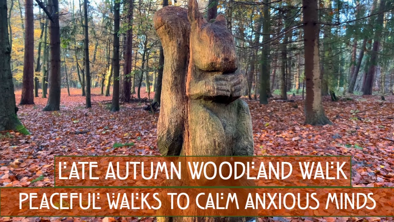 4k Relaxing Late Autumn Woodland Walk Rendlesham Forest, Suffolk with Sound of rain.