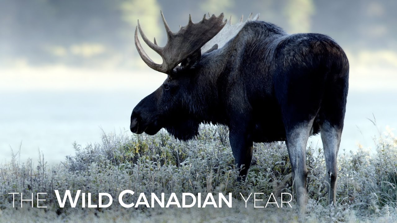 Moose Are One Of The Last Species You&rsquo;d Expect To Be Swimming For Their Supper | Wild Canadian Year