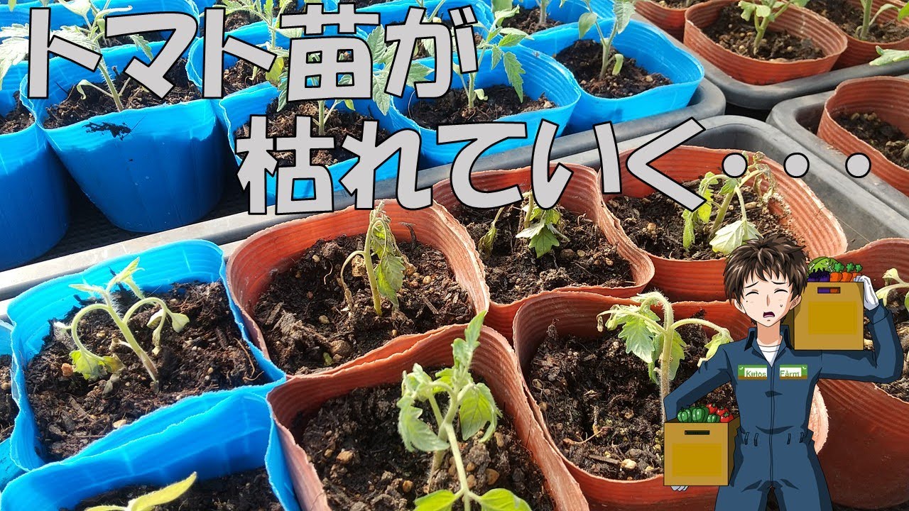 【枯れる･萎れる】今年はトマト苗ダメかもしれない。