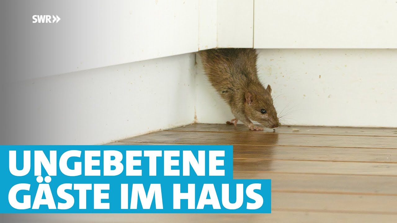Wie wird man Ratten wieder los?