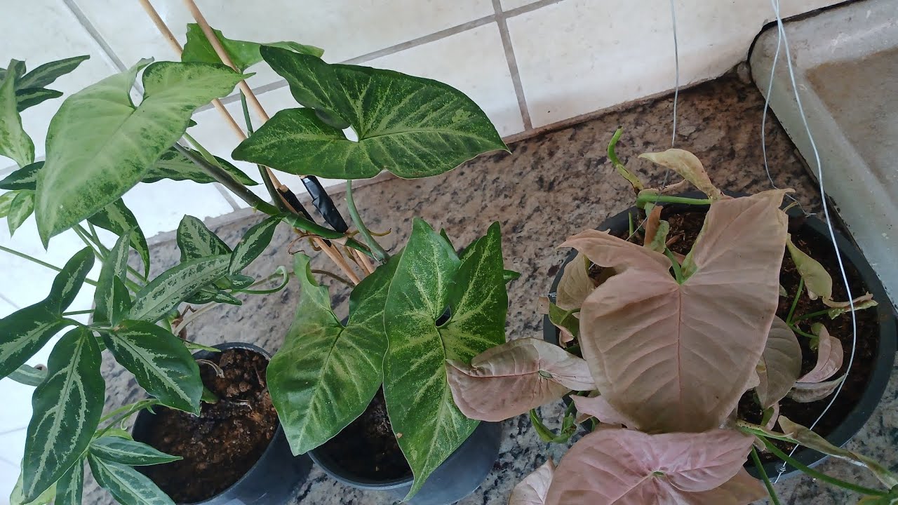 Como cultivar sigônio. Planta de fácil cultivo🌿💚🪴