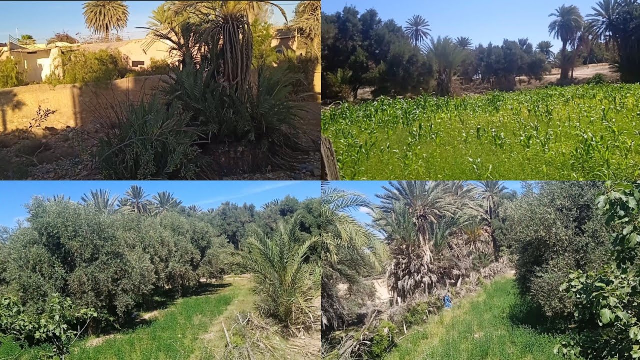 جولة في واحة اباينو بقرب مدينة كلميم