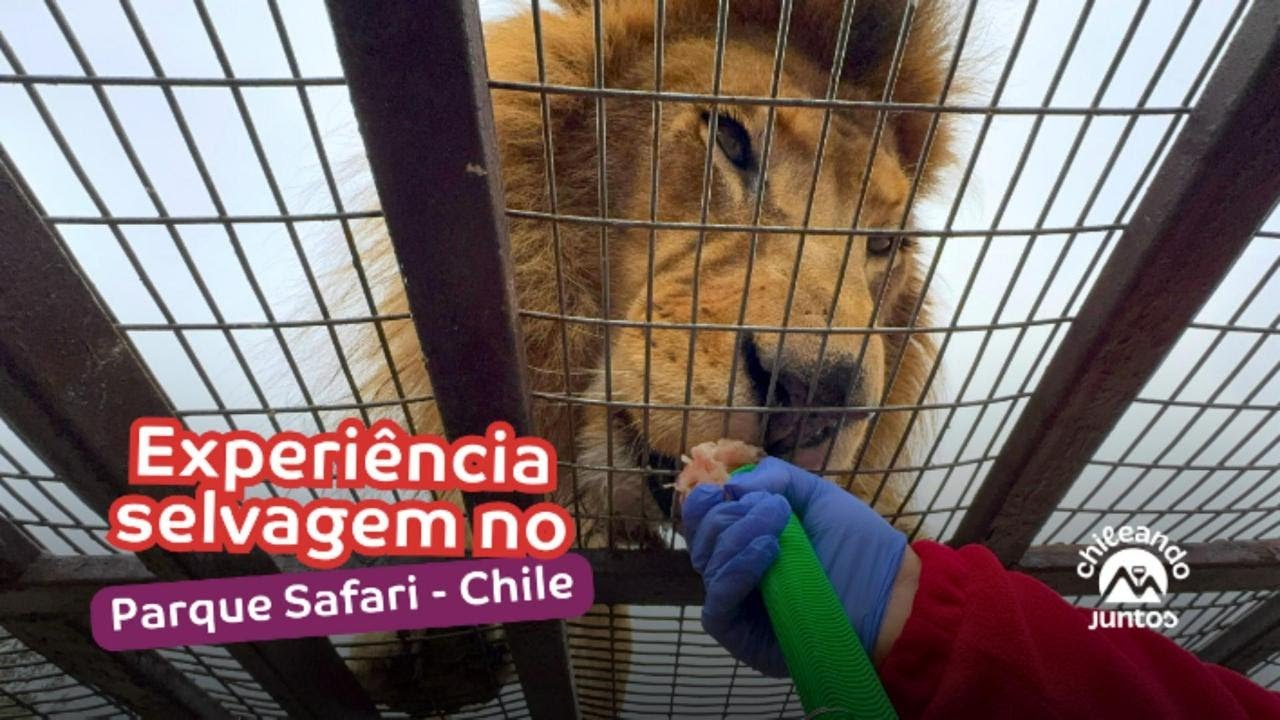 ENTRAMOS NA JAULA COM LEÕES no Chile! Parque Safari Rancagua com a Chileando Juntos