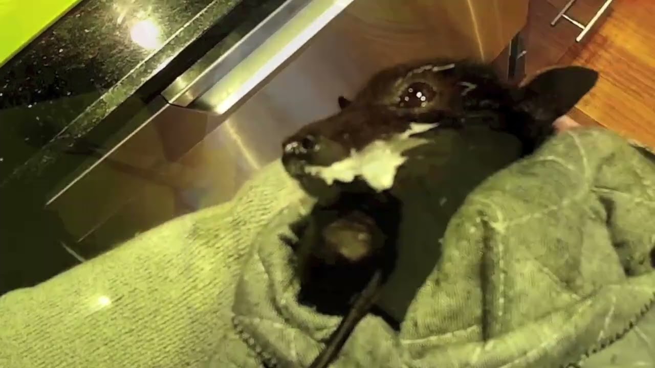 Magellan part 3:  rescued flying-fox on day 2