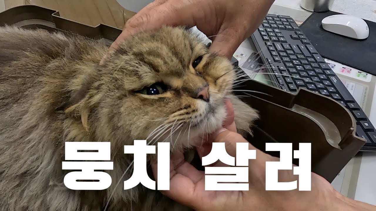 고양이 예방접종 맞고 삐진 뭉치