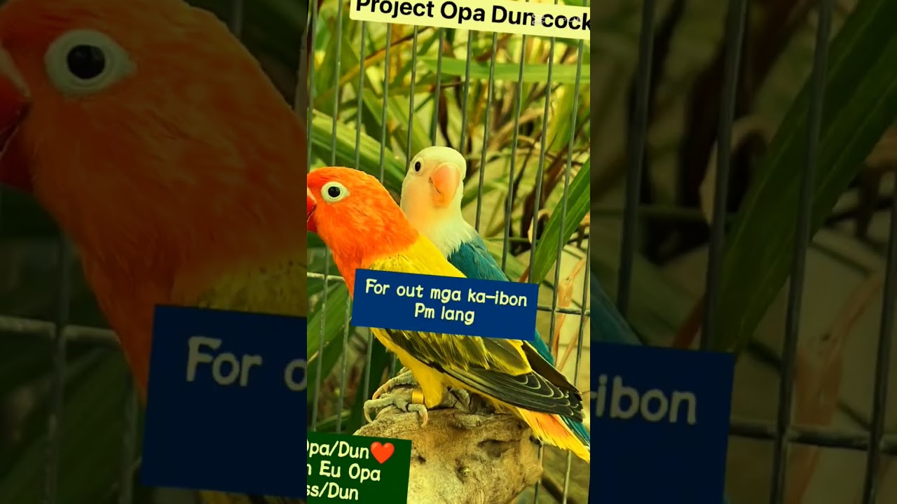 Project Opa Dun Fallow 