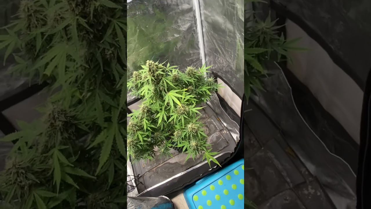 Northern Lights Auto update💨🔥💨🔥💯👊🏿❤️