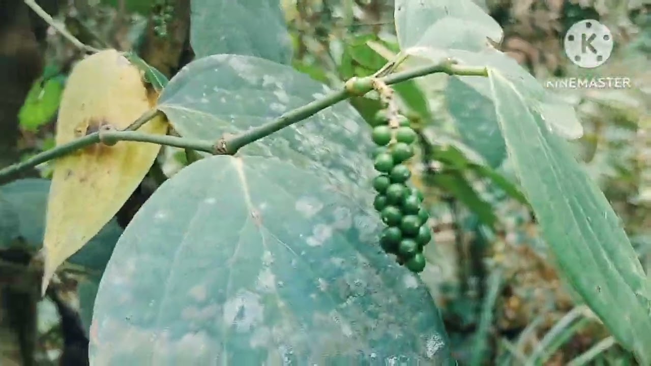 LAN*OD NA KAPE@weirdoofficial8256 @Maria14_25 @zhekuletz09tv 