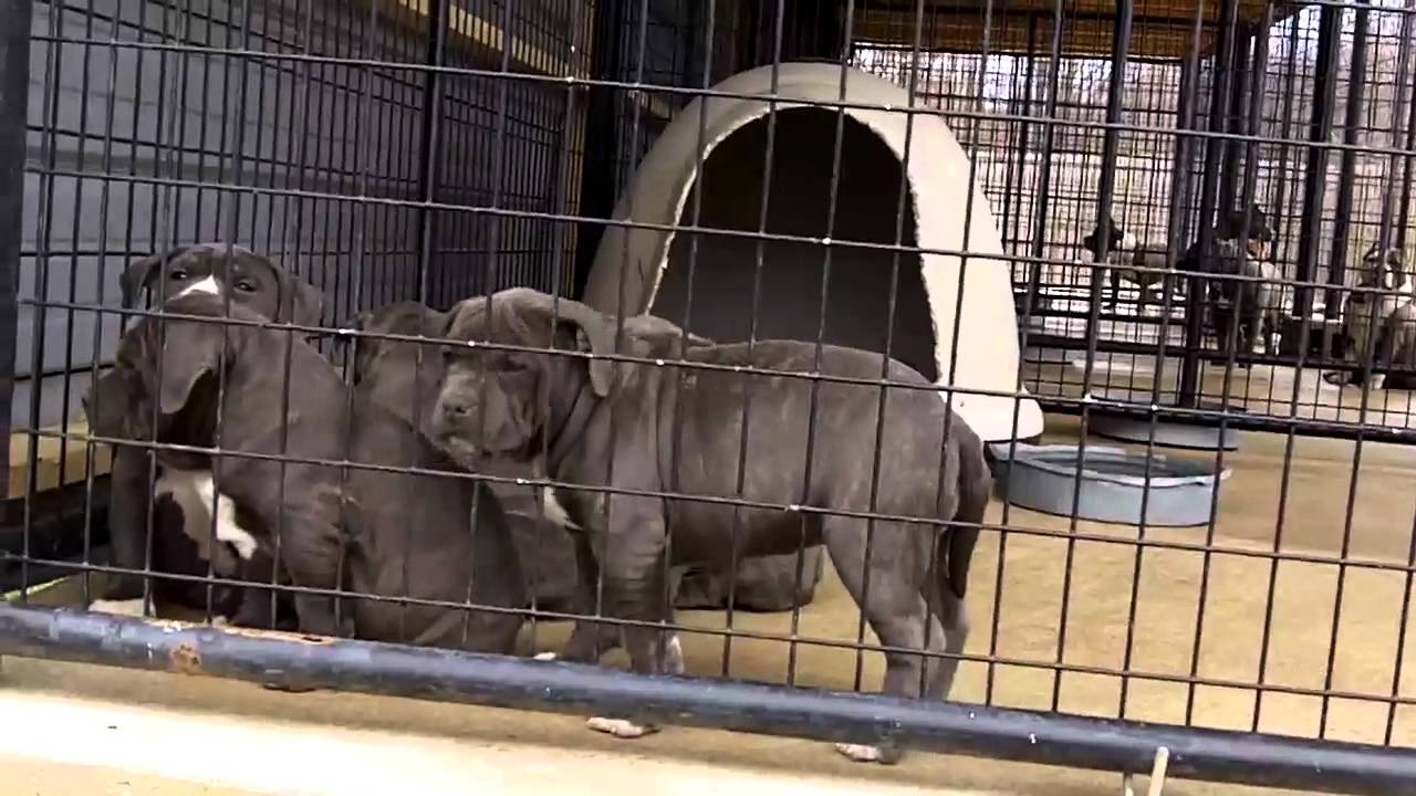 Blue Razors Edge American Bully Puppies For Sale