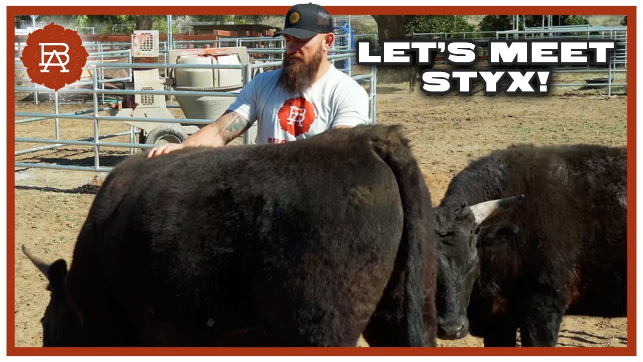 Meet Styx the Steer | Browsey Acres