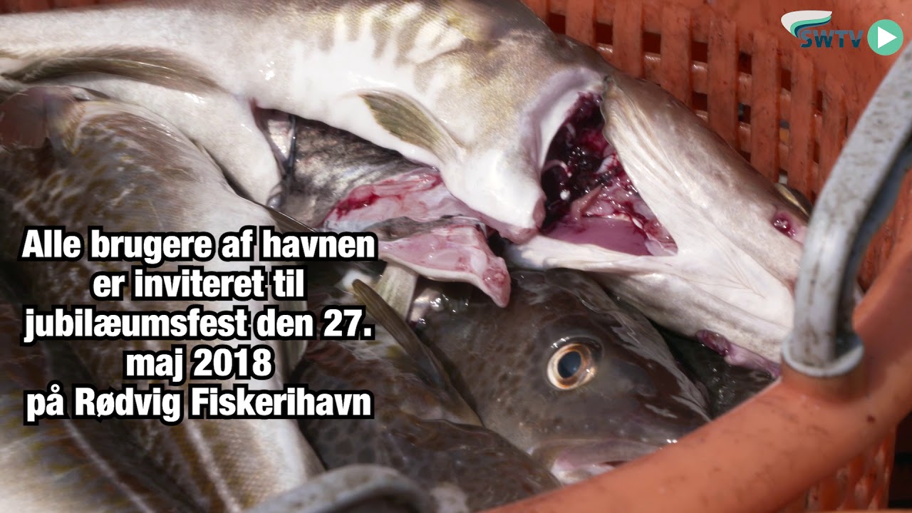 Rødvig Fiskerihavn bliver 75 år
