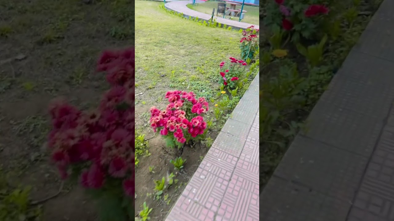 Beautiful park #foolbagh#shortsvideo