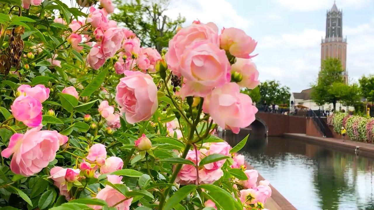 【ハウステンボス行って来た①】バラが見ごろでキレイだった。🌹 2025年5月