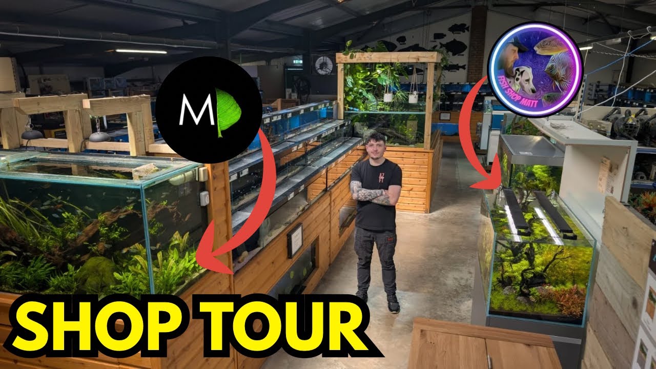 THE BEST MAIDENHEAD AQUATICS? - Maidenhead Aquatics Taunton Shop Tour