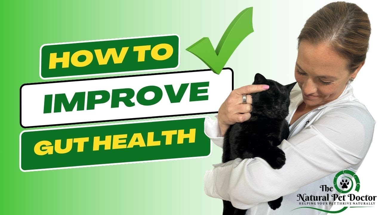How To Improve Your Cat And Dog's Gut Health - Holistic Vet | Natural Pet Care
