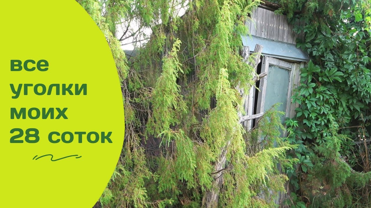 28 соток счастья: мой сад, огород и будущий хвойный парк