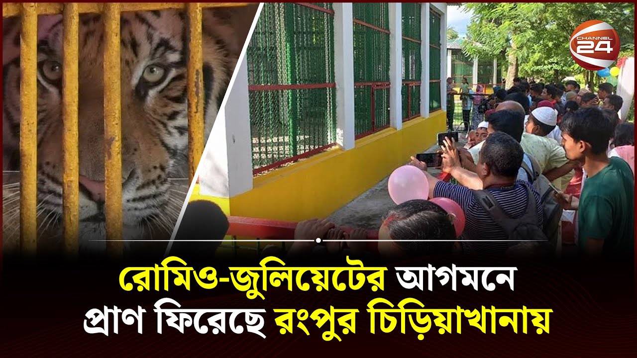রংপুর চিড়িয়াখানায় বাঘের অভাব পূরণ করল রোমিও-জুলিয়েট | Rangpur Zoo | Romeo Juliet | Channel 24