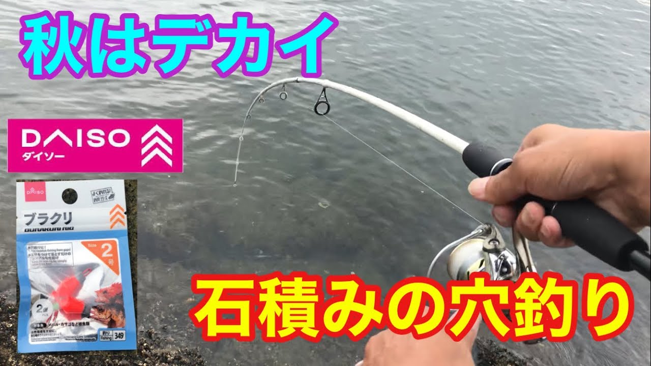 秋はデカイ 石積み護岸の穴釣り 知多半島
