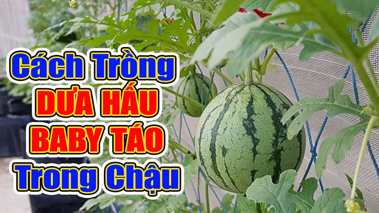 Trồng dưa hấu baby táo trong chậu.