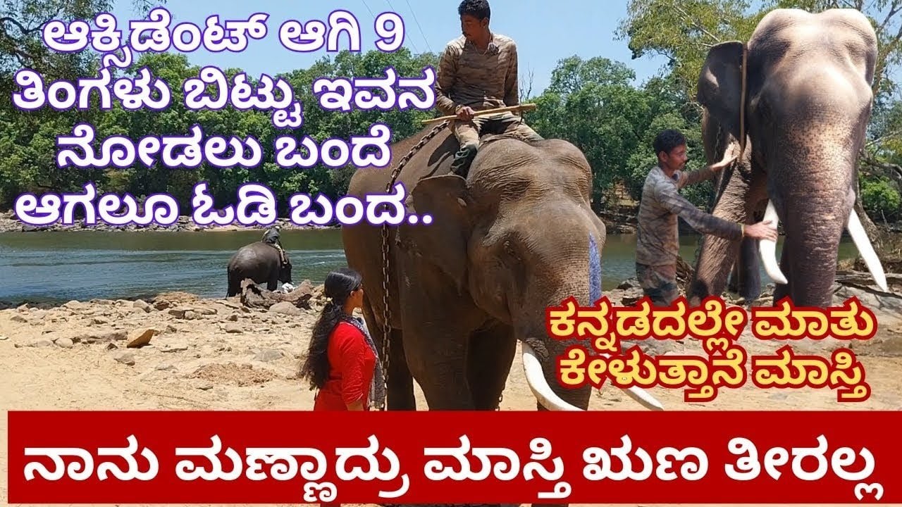 ಮಾಸ್ತಿ ಆನೆ ನನಗೆ ಎಲ್ಲರಿಗಿಂತ ಹೆಚ್ಚು | ನಾನು ಮಣ್ಣಾದರೂ ಮಾಸ್ತಿ ಋಣ ತೀರಲ್ಲ |Dubare elephant camp | Coorg |