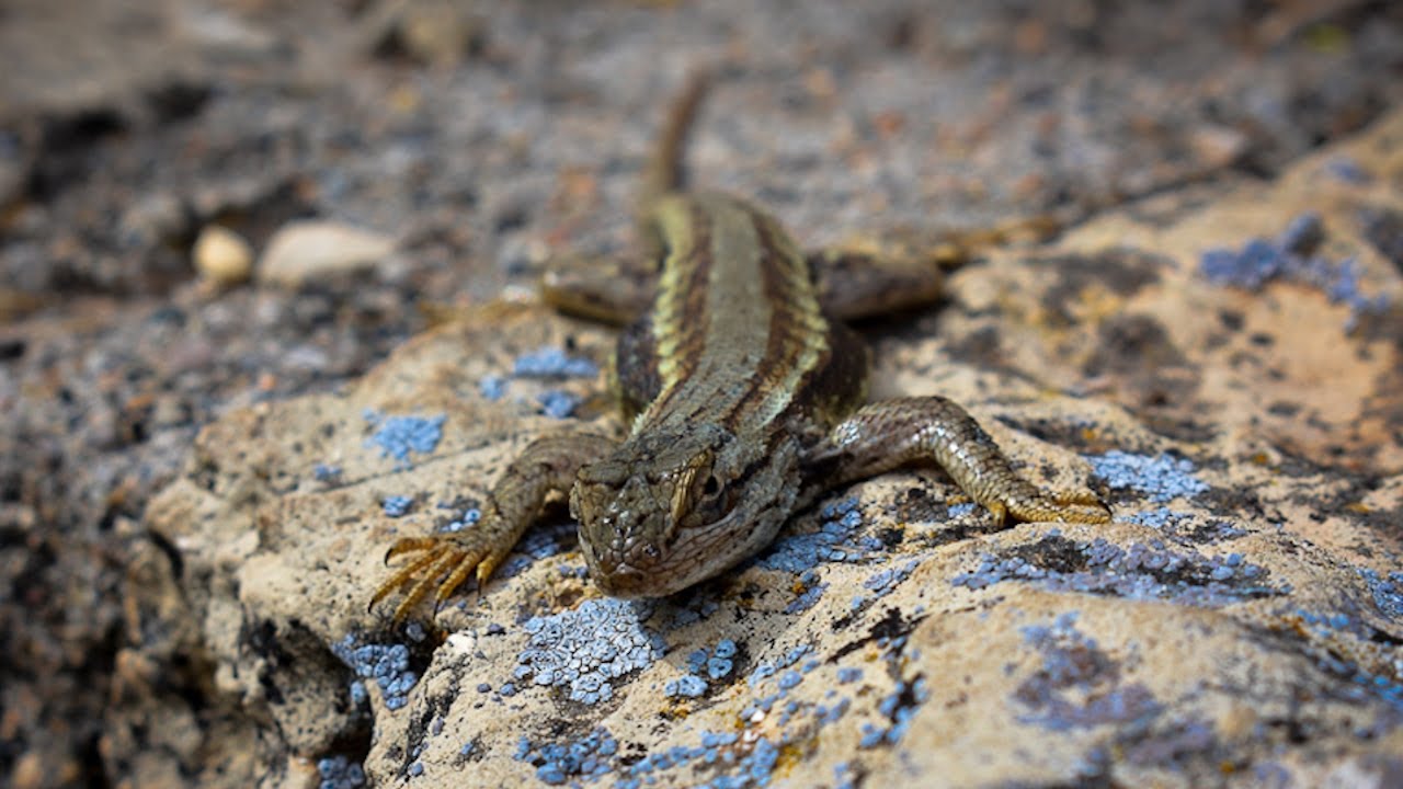 Walnut Canyon Island Trail | walk in actual ruins |  Walnut Canyon AZ #walnutcanyon