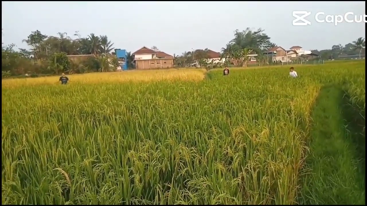 tingki dipsi lala yantokk