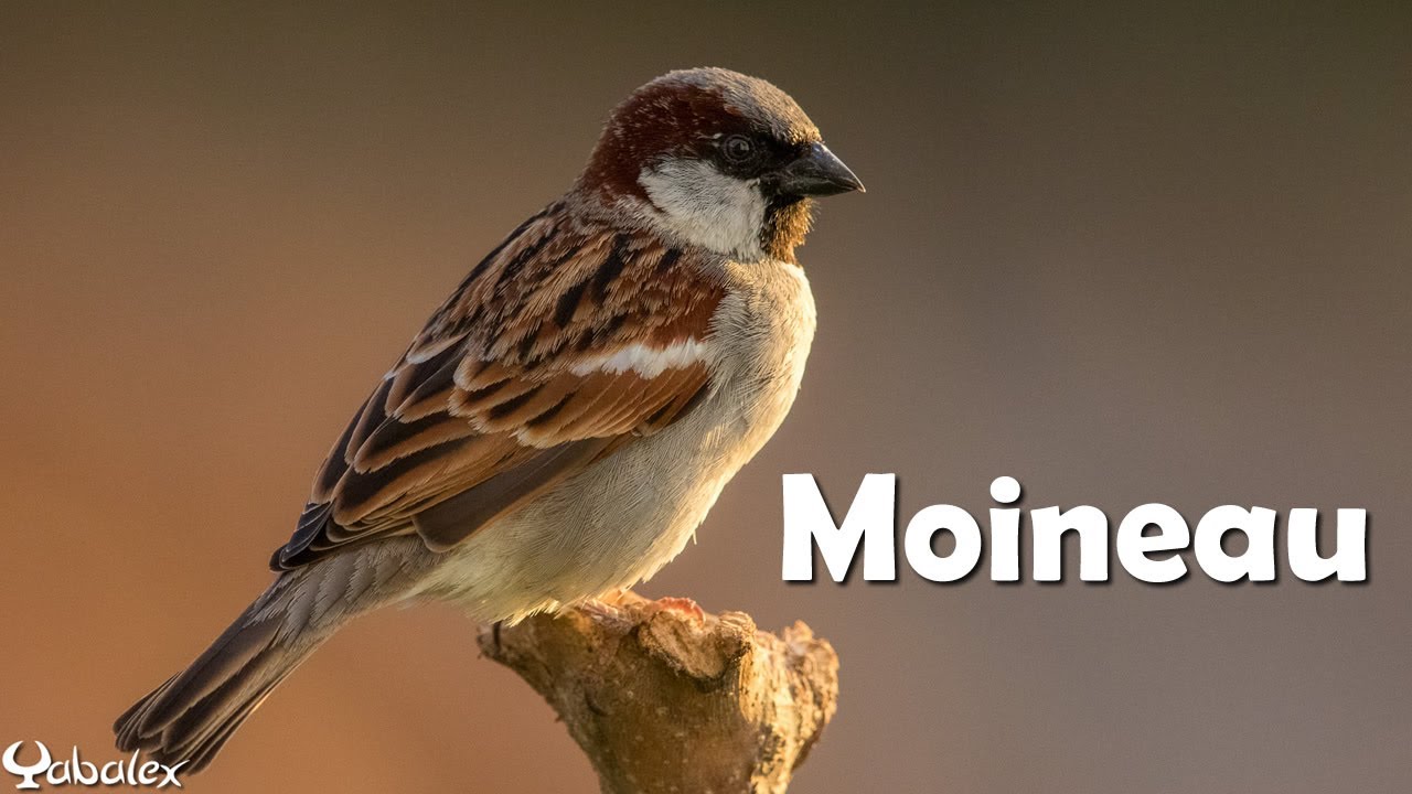 Une minute pour un oiseau : moineau domestique - Yabalex
