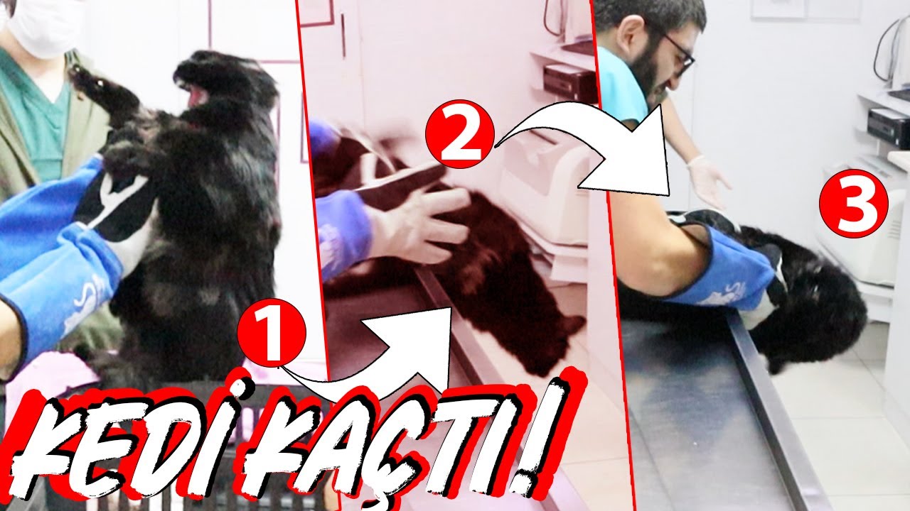 TÜM HIRÇIN KEDİLER vs SAKİN KÖPEKLER 😂 (altyazılı)