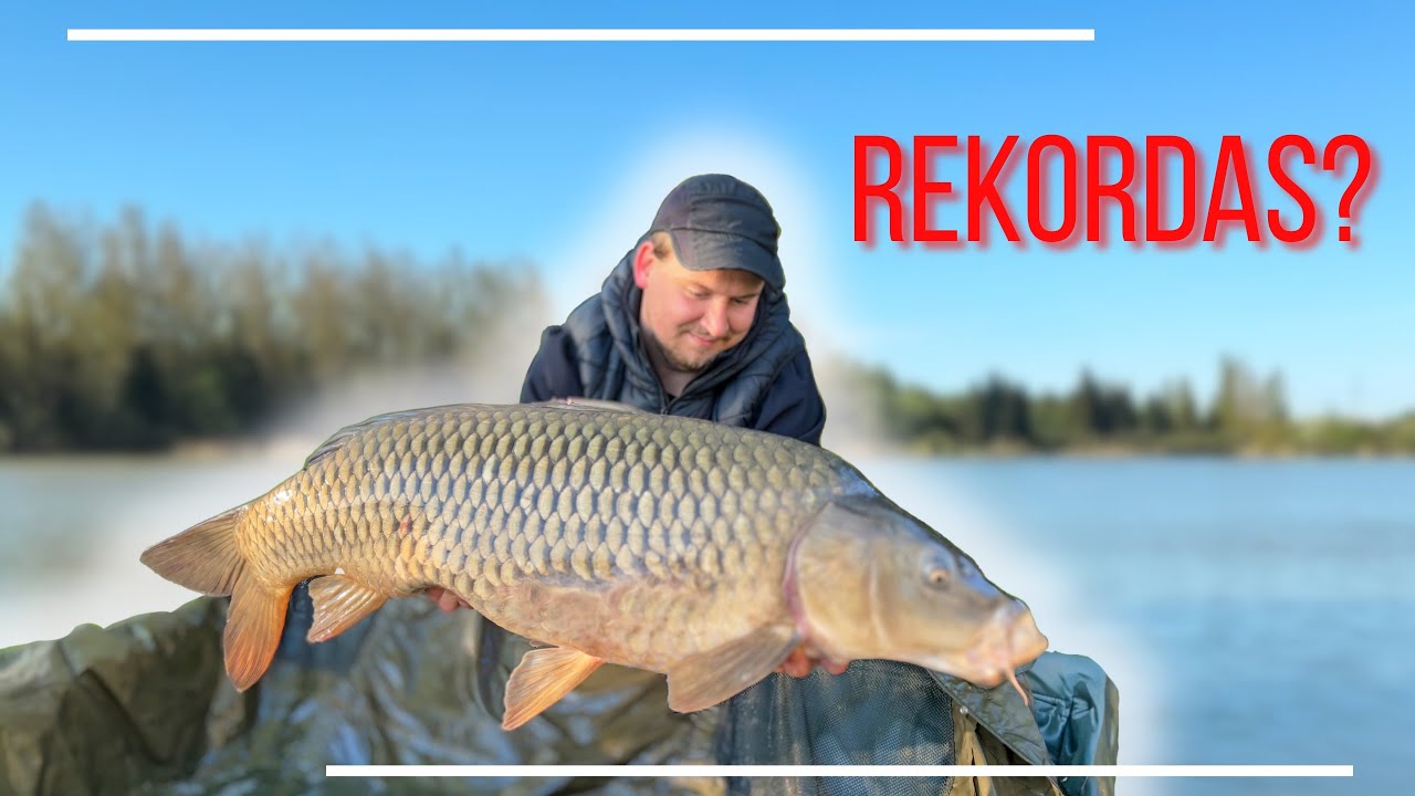Tauragės karpiai! 6 sektorius
