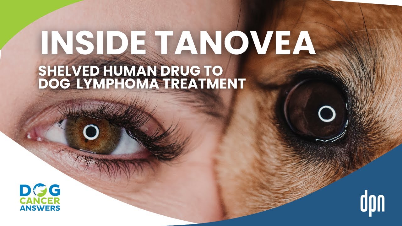 Insider Look at Rabacfosadine from Shelved Human Drug to Dog Lymphoma Treatment | Dr. Doug Thamm