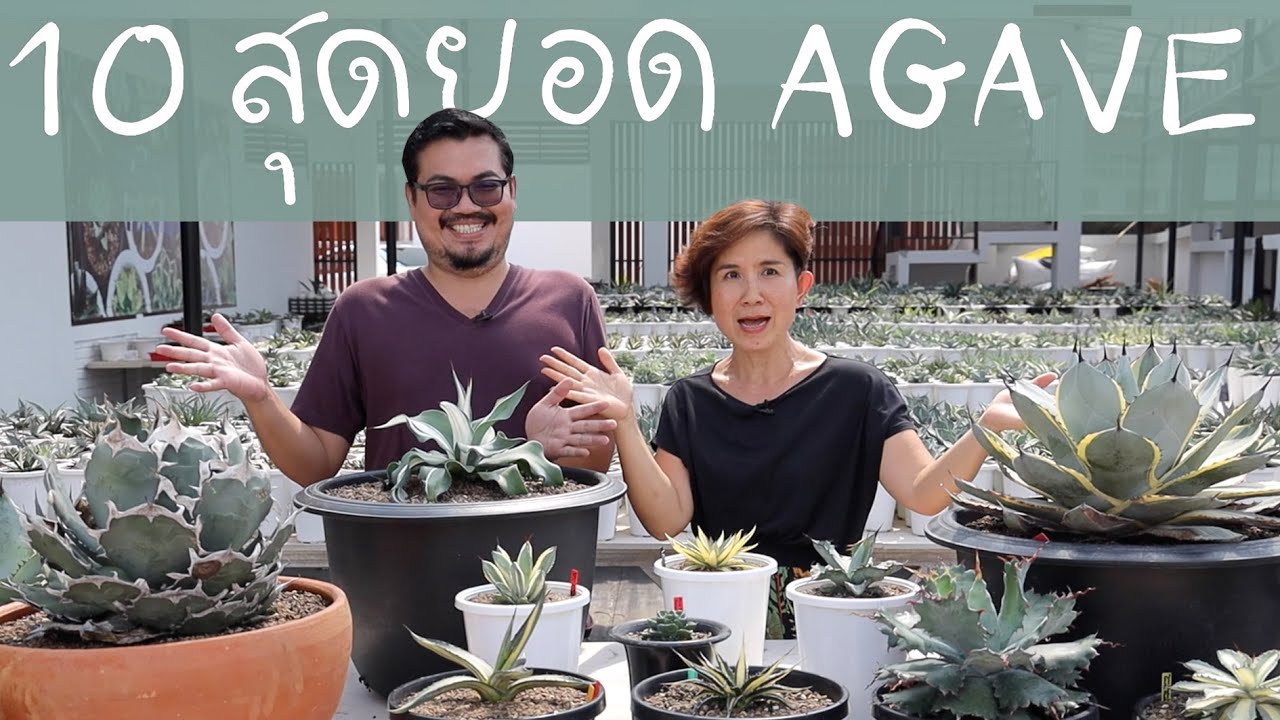 10 สุดยอด Agave (อากาเว่) ของตูน เทพชัย | Cactus Journey EP.93