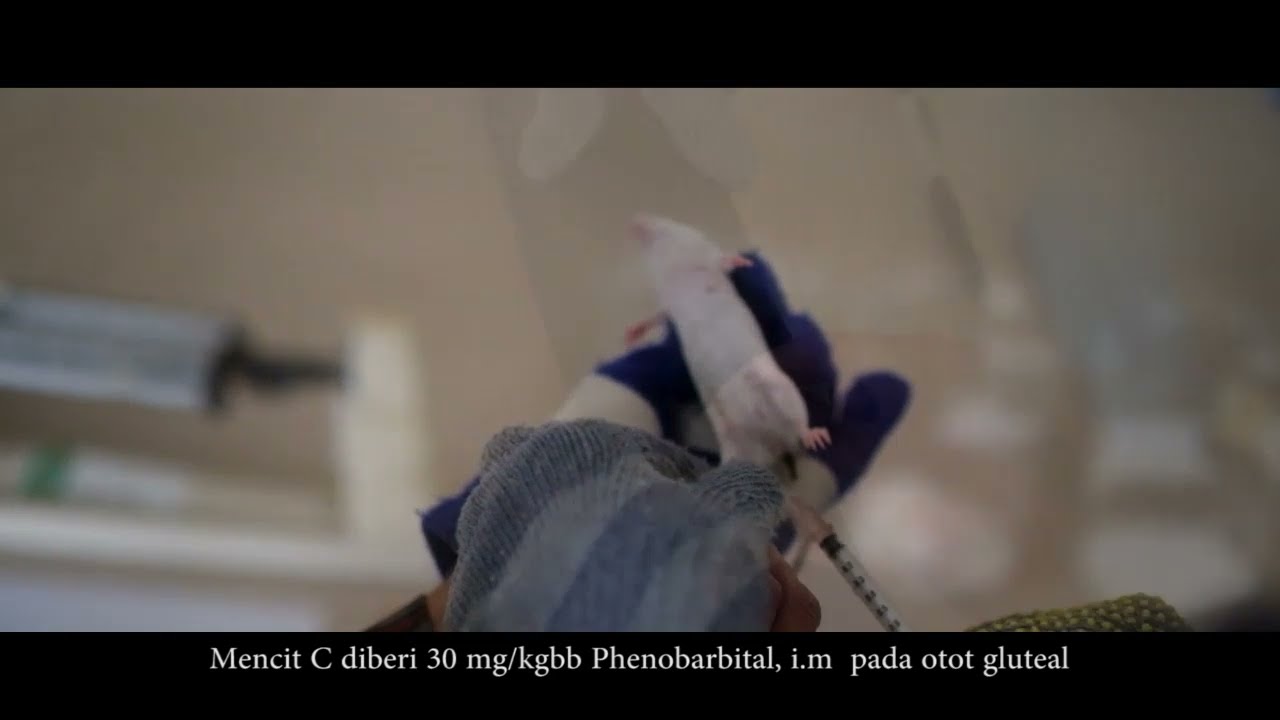 Praktikum Farmakologi cara pemberian obat
