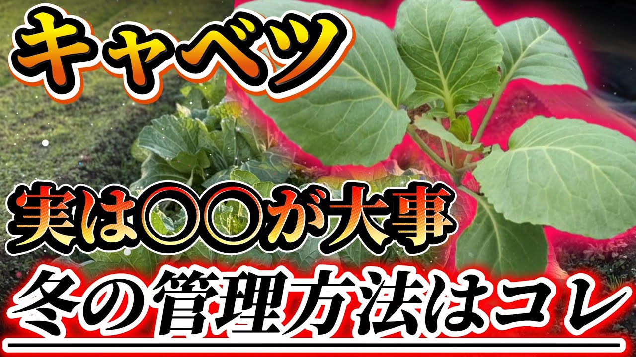 【キャベツ】冬の管理はコレに集約されています！！〇〇すると春のスタート良くなります！！