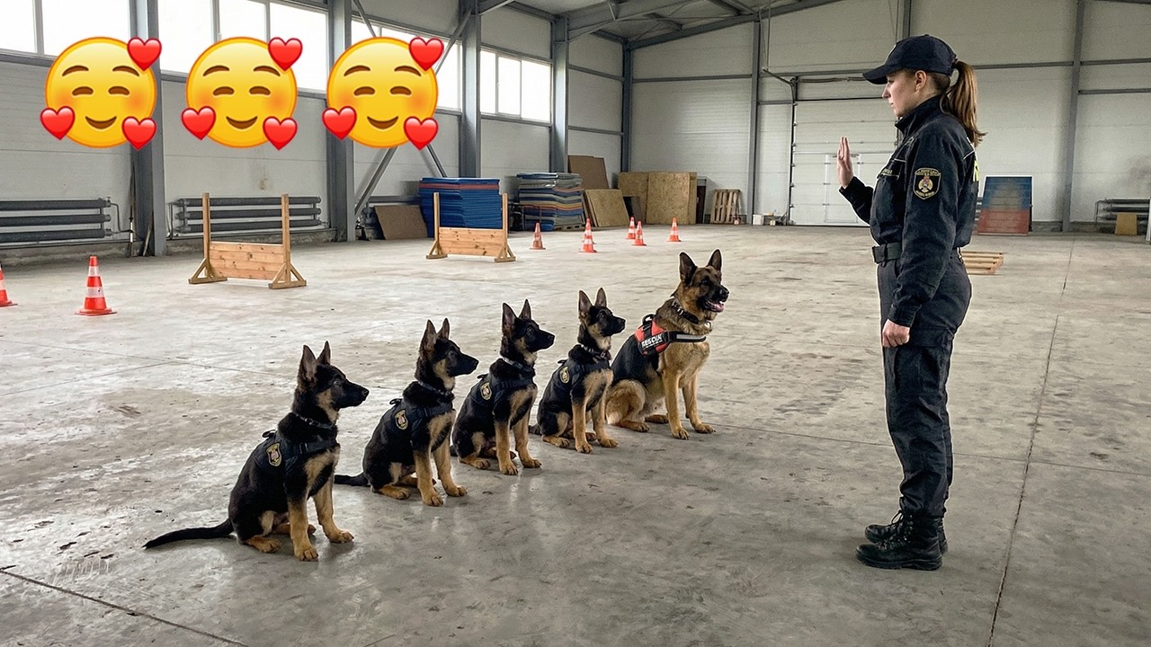 🇺🇸 Future K9 Heroes: German Shepherd Puppies' FIRST Training Day!