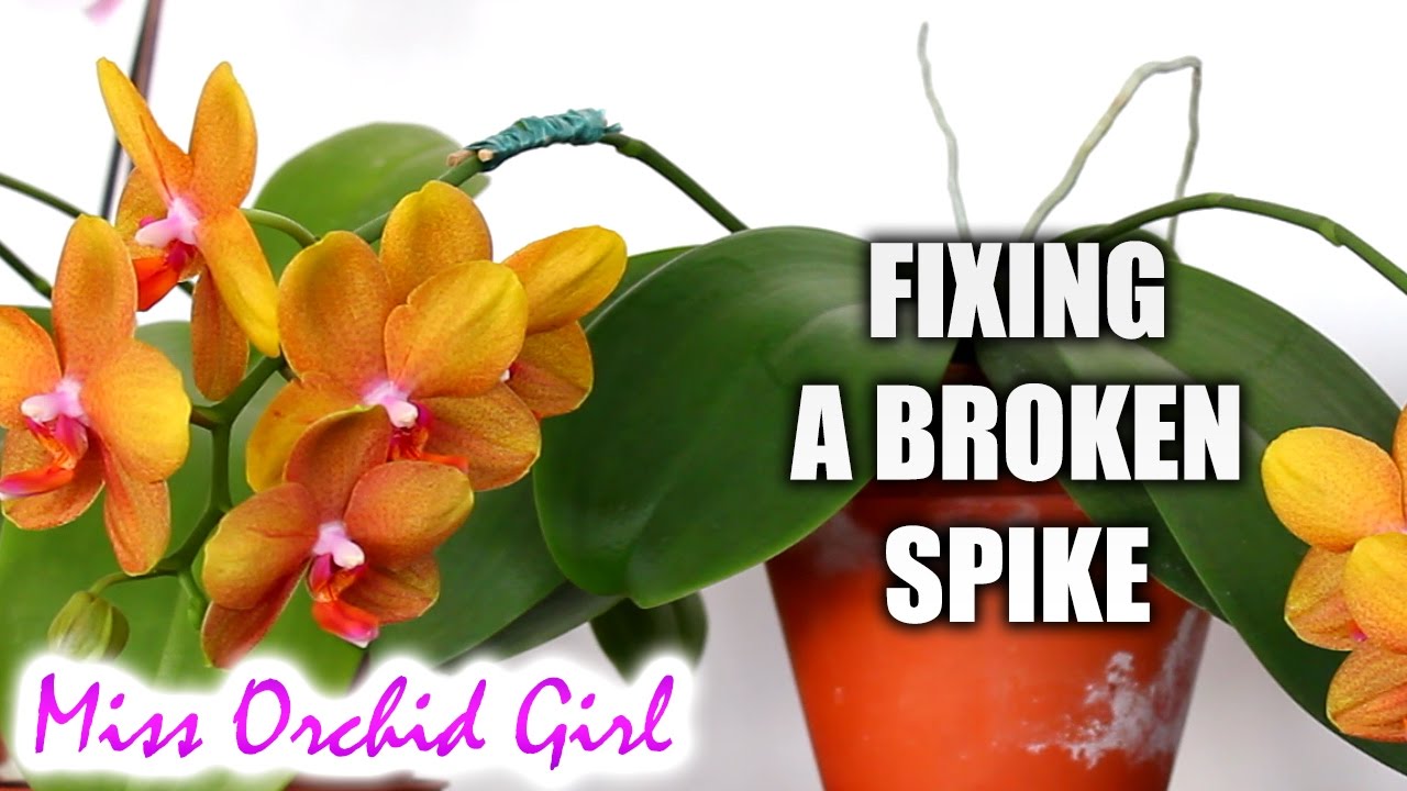 How to fix a broken Orchid flower spike