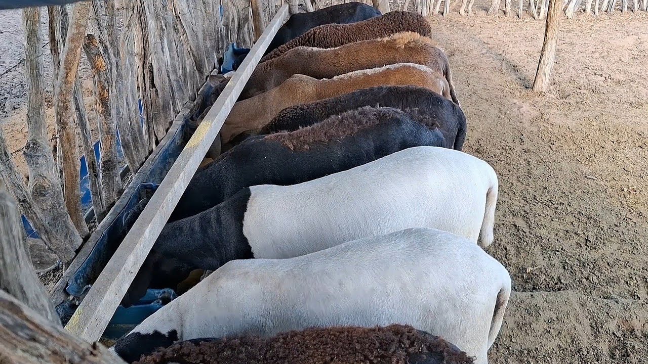 ENGORDA DE OVINOS NO SISTEMA DE TERMINAÇÃO INTENSIVA A PASTO PESAGEM E RESULTADO APÓS 67 DIAS 
