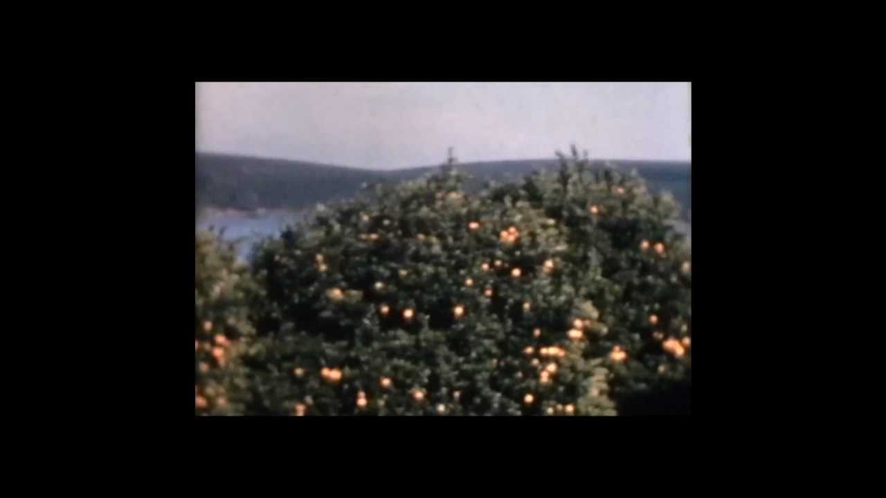 American History - 1960 - Road Trip to the Florida Orange Groves