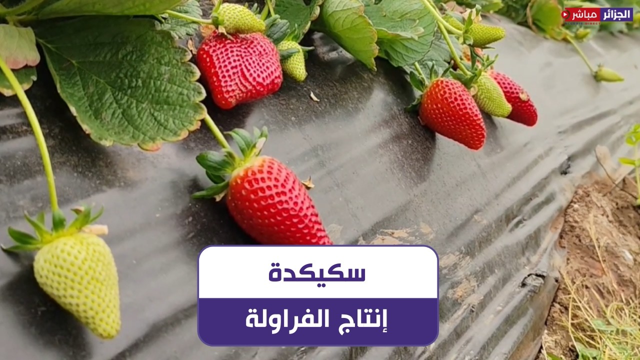 سكيكدة.. الفراولة في البيوت البلاستيكية تجربة ناجحة ببلدية عين قشرة