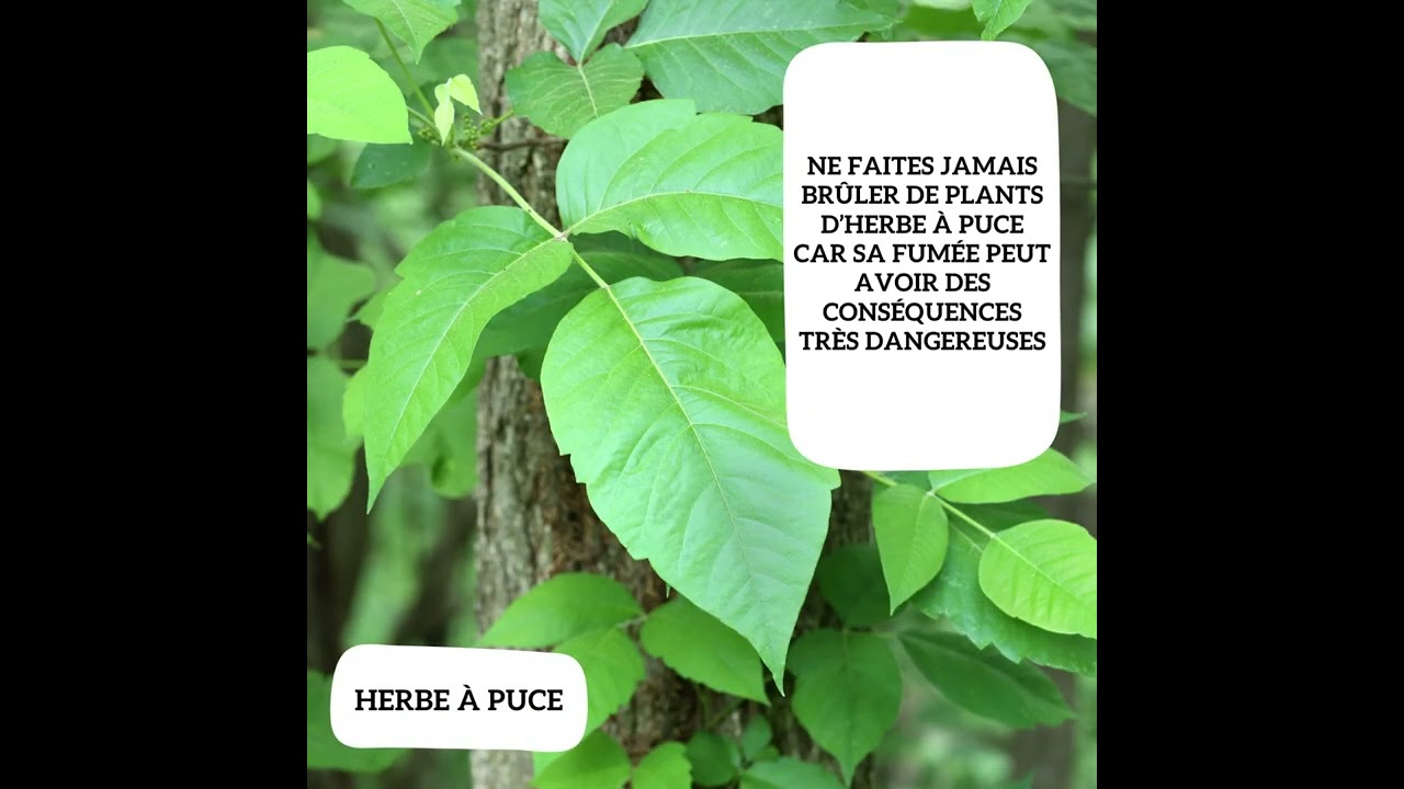 Comment se d&eacute;barrasser de l'herbe &agrave; puce et de l'herbe &agrave; poux?