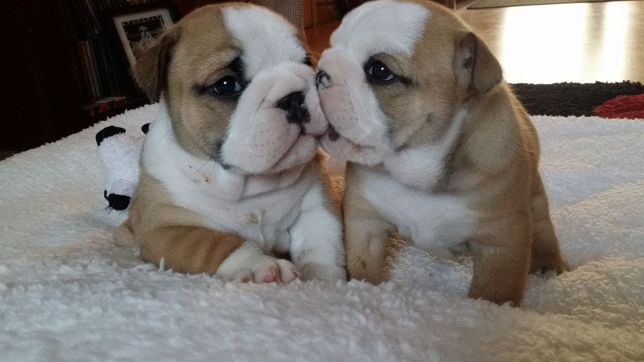 Funny and Cute Basset Hound & English Bulldog Compilation 2017