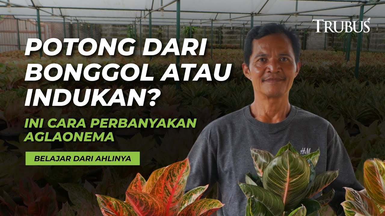 Potong dari Bonggol atau Indukan? Ini Cara Perbanyakan Aglaonema