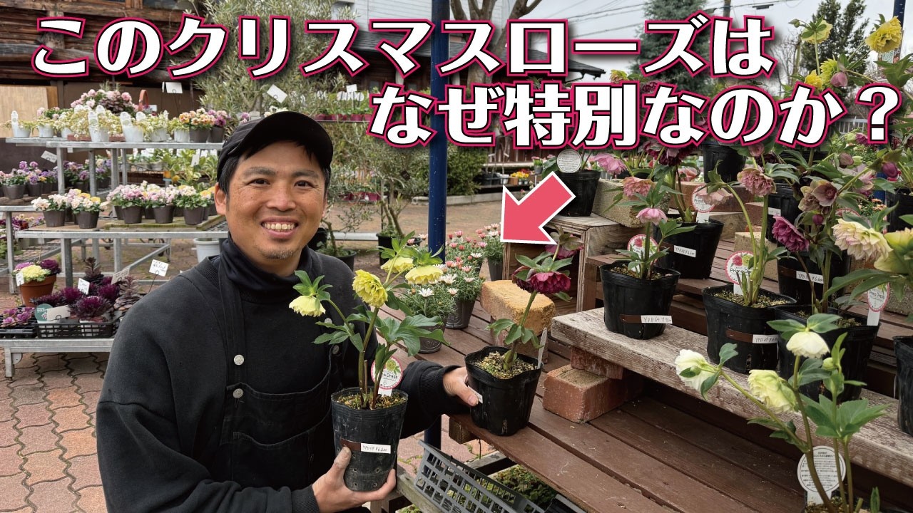 横山園芸クリスマスローズの魅力、解説します！