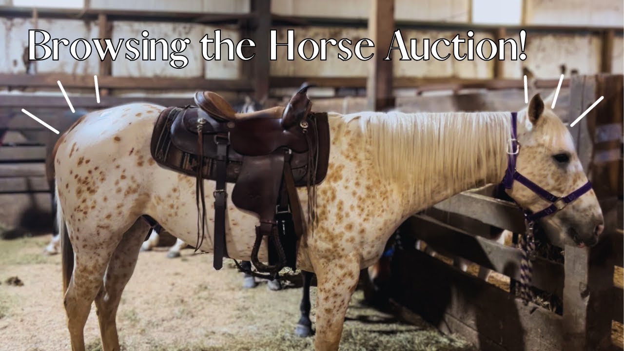 HUGE HORSE AND TACK AUCTION! Tack haul! -VLOG